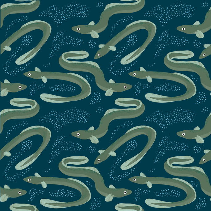 American eels.jpg