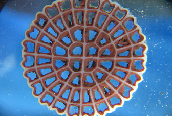 ANITA Mox Media (1).JPG