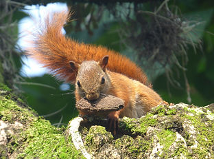 Ardilla de cola roja