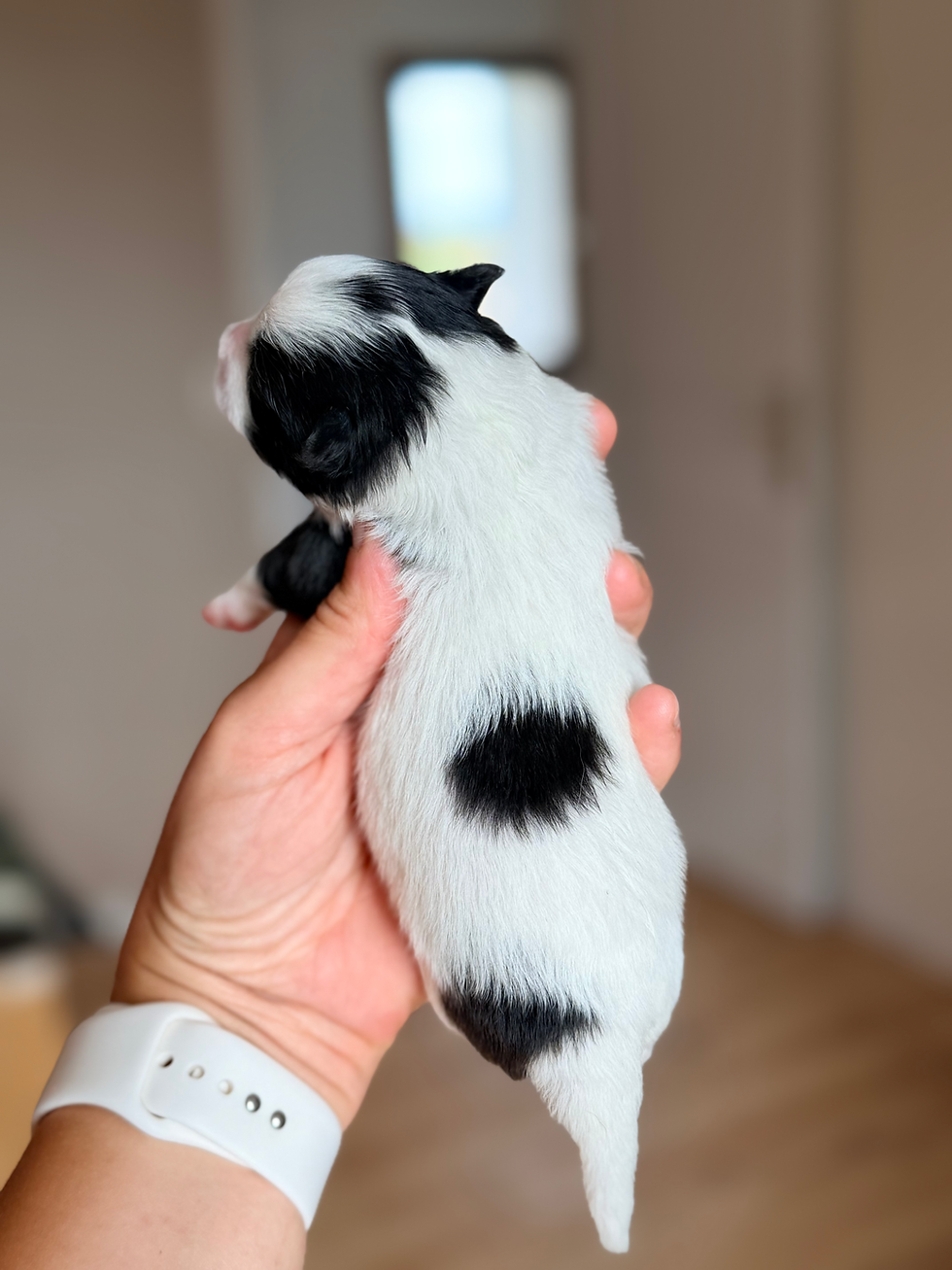 femelle loulou de Poméranie