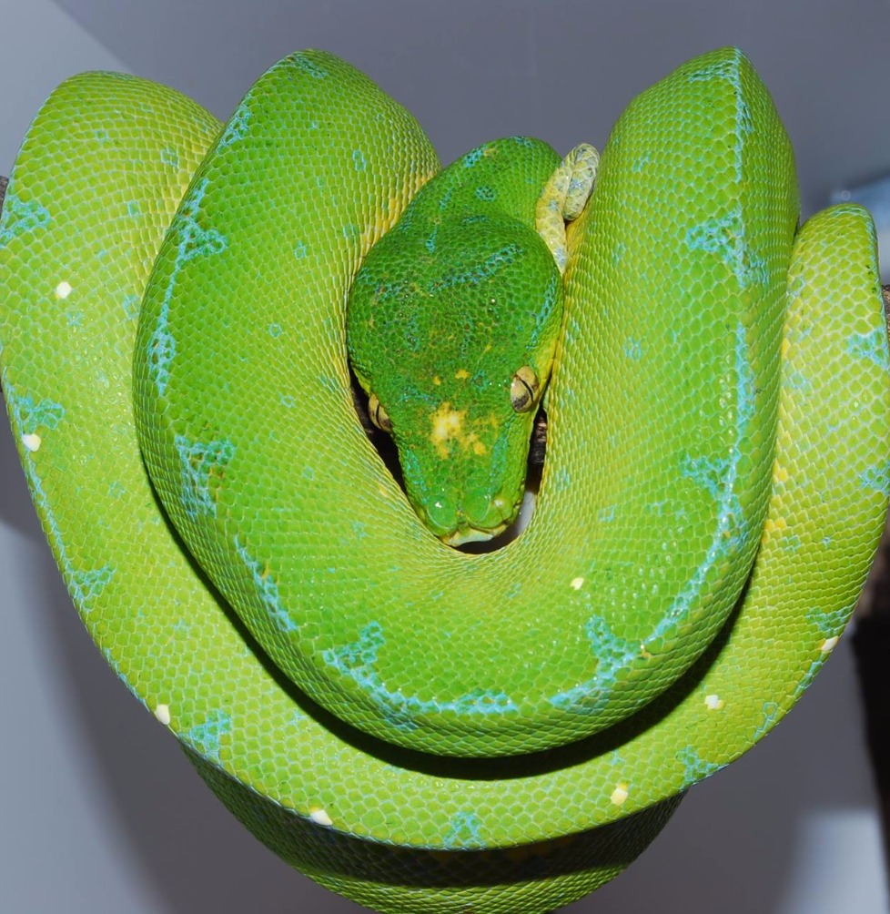 green tree python green tree python