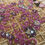 Thumbnail: Sana Safinaz Luxury Collection