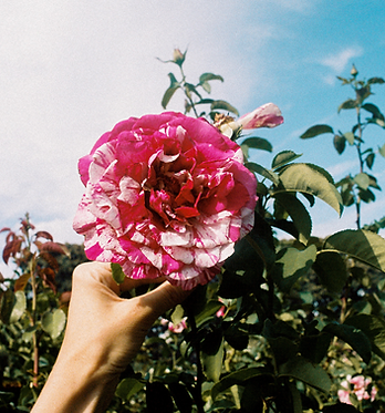 flower--2.jpg