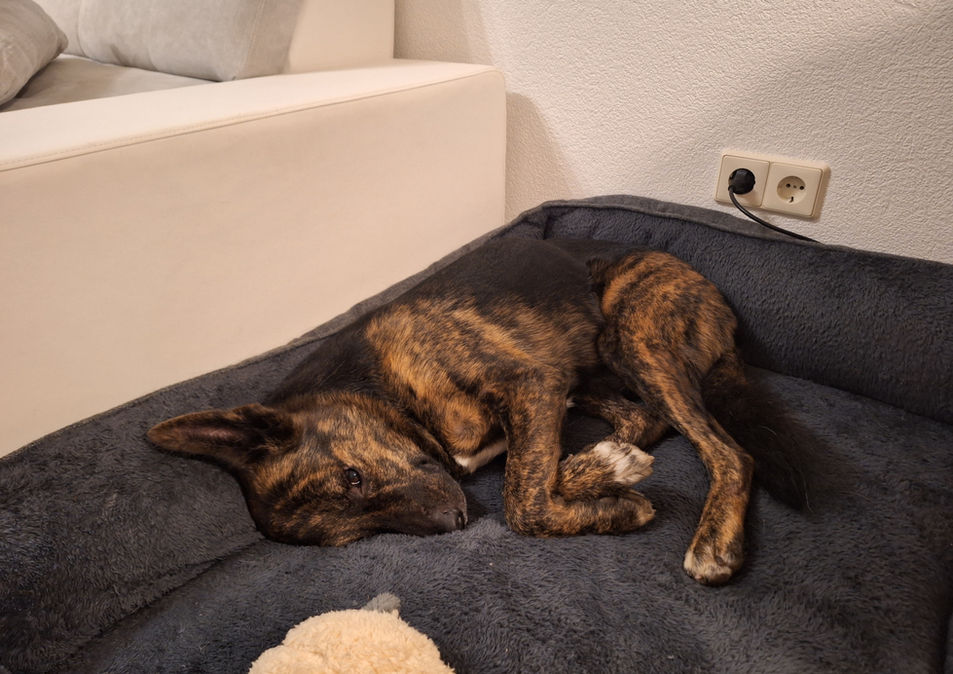 Hund mit special effects daheim im Körbchen