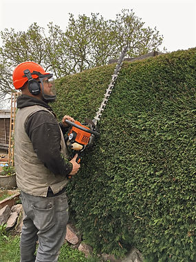 hedge cutting_edited.jpg