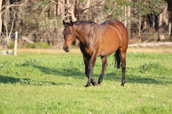 Eastlynne Pirouette HSH