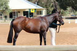 Eastlynne Pirouette HSH