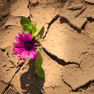A flower growing through broken earth symbolizing hope like dealing with emotional struggles of anxiety.