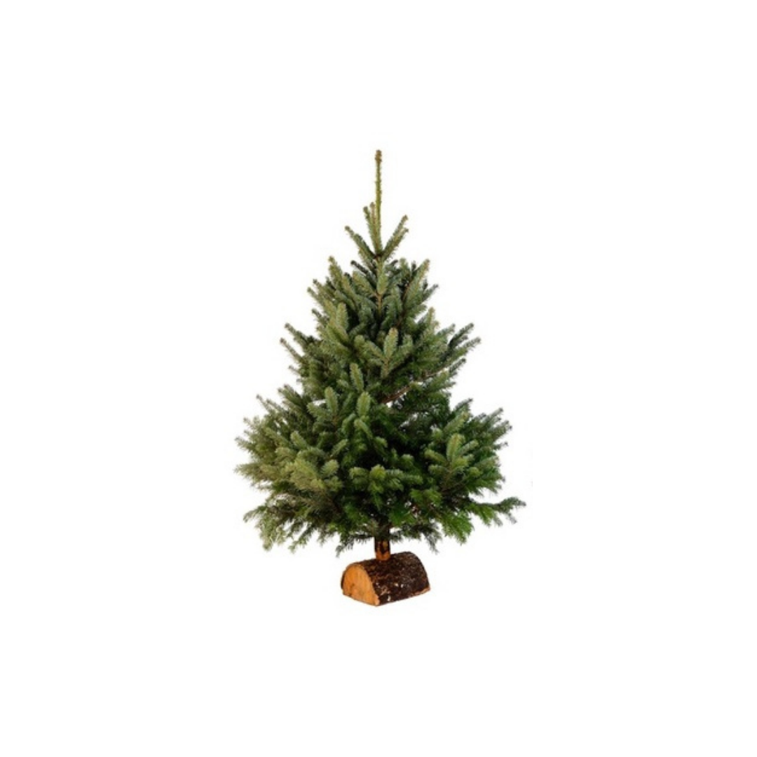 Sapin Nordmann 80 à 100 cm