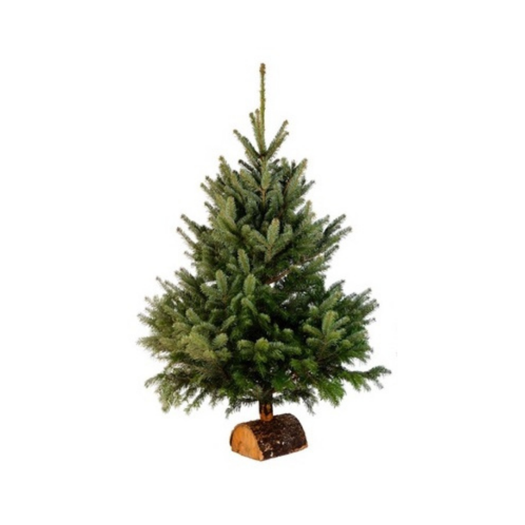 Sapin Nordmann 150 à 175 cm