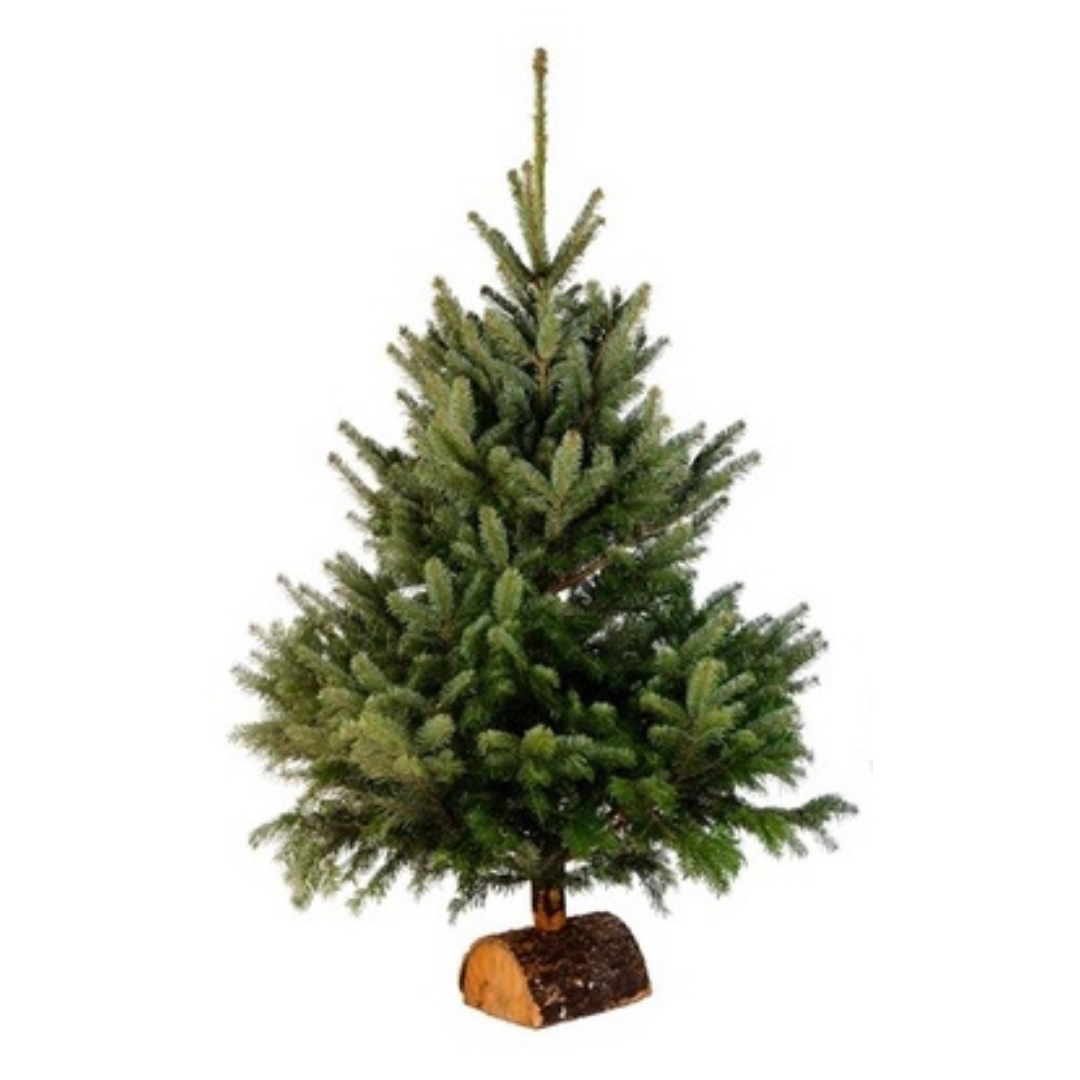 Sapin Nordmann 300 à 400 cm
