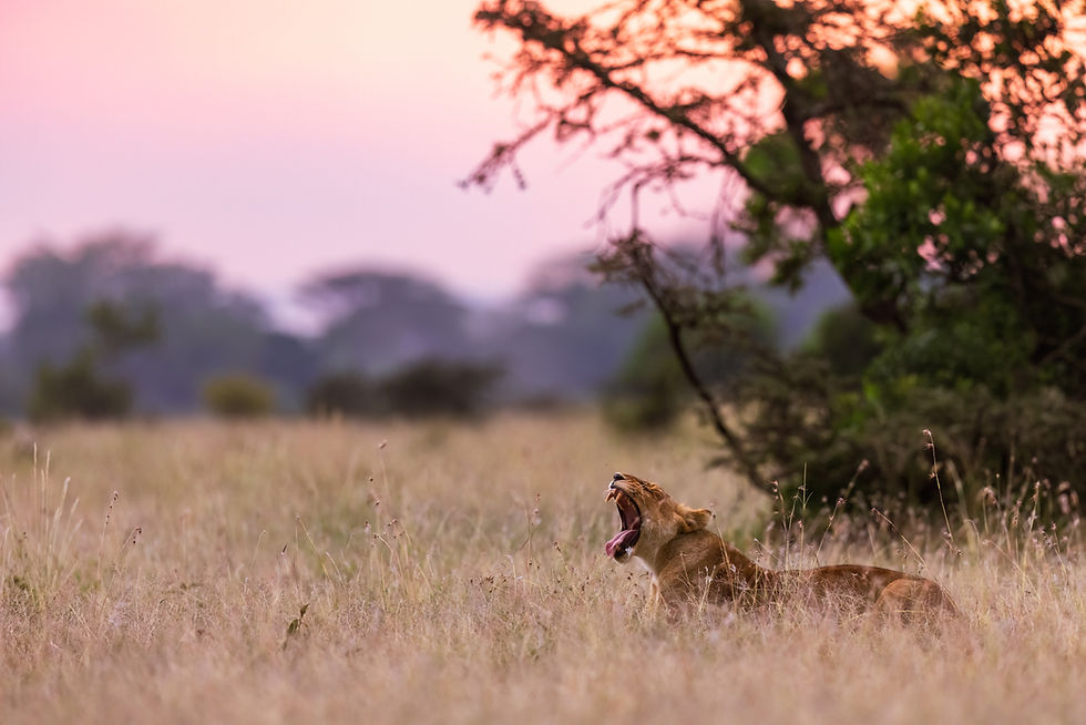 African Lion