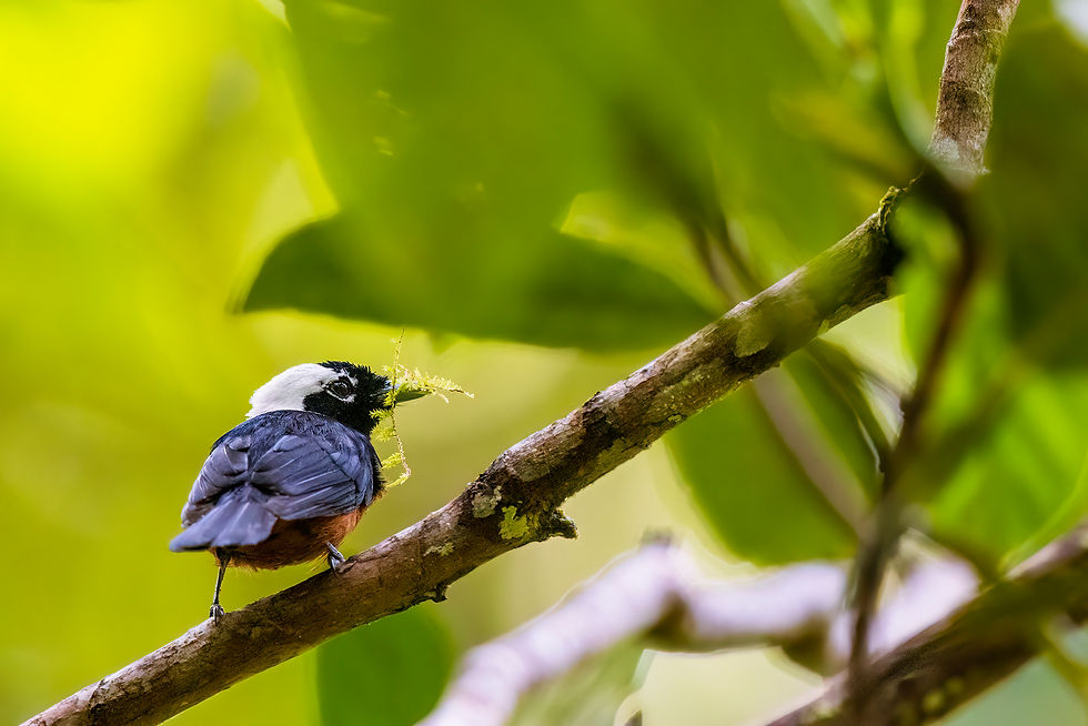 White-capped Monarch