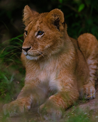 african lion-2806.jpeg