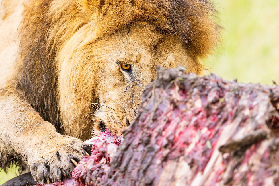We travelled halfway around the world to have a chance encounter with a pride of lions that had taken down a buffalo that morning. I photographed this male African Lion leaning halfway out the window as he tore into the carcass. The look in his eye is what captivated me most, not dissimilar to any other animal considered to be much more benign in disposition. It was, to me, a look of purity, of innocence, of this is an animal simply having a meal as its kind has done for hundreds of thousands of years. It is the kind of experience which lingers in the minds of observers, and I hope that you can see what I see in this frame. Raw, uncut, real.