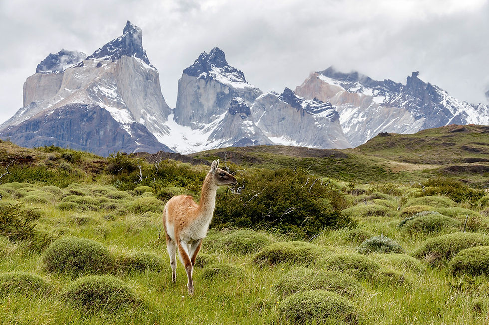 Guanaco