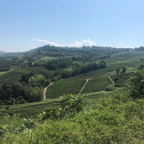 Piedmont wine treasure : The Langhe