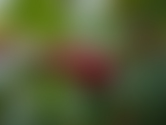 Why Colombian Specialty Coffee Stands Out: Unique Colombian Coffee Features