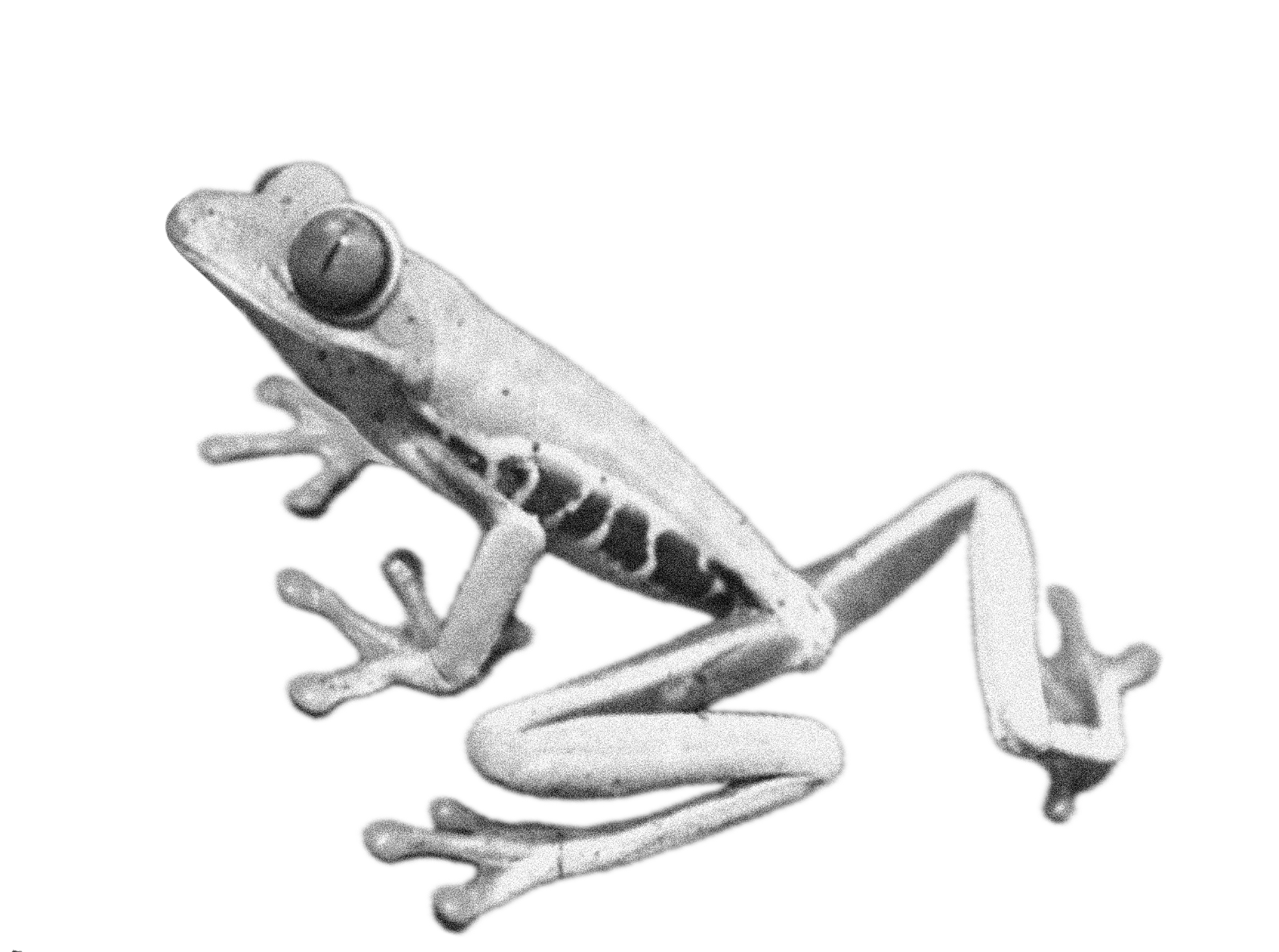 Tree Frog - Medium