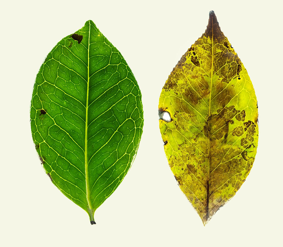 ree
