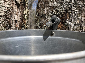 Kidston's March 2022 Newsletter