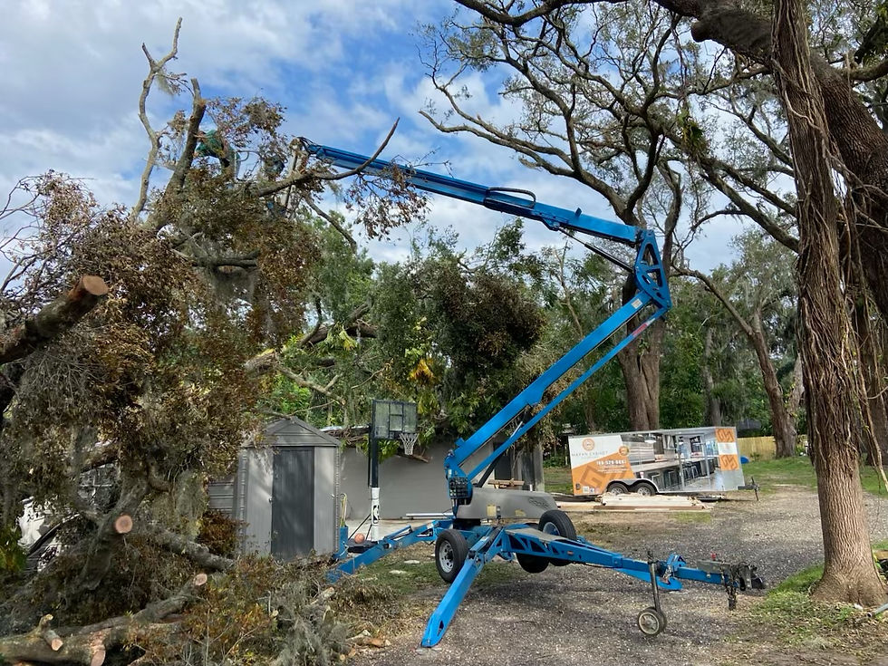 Close-up view of a tree branch being trimmed with pruning shears