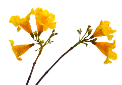 flores amarelas lindas.