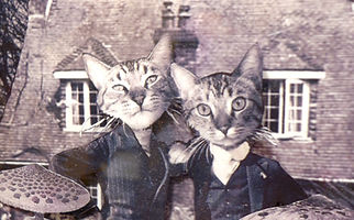 cats.jpg