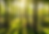 sustainability - forest with trees