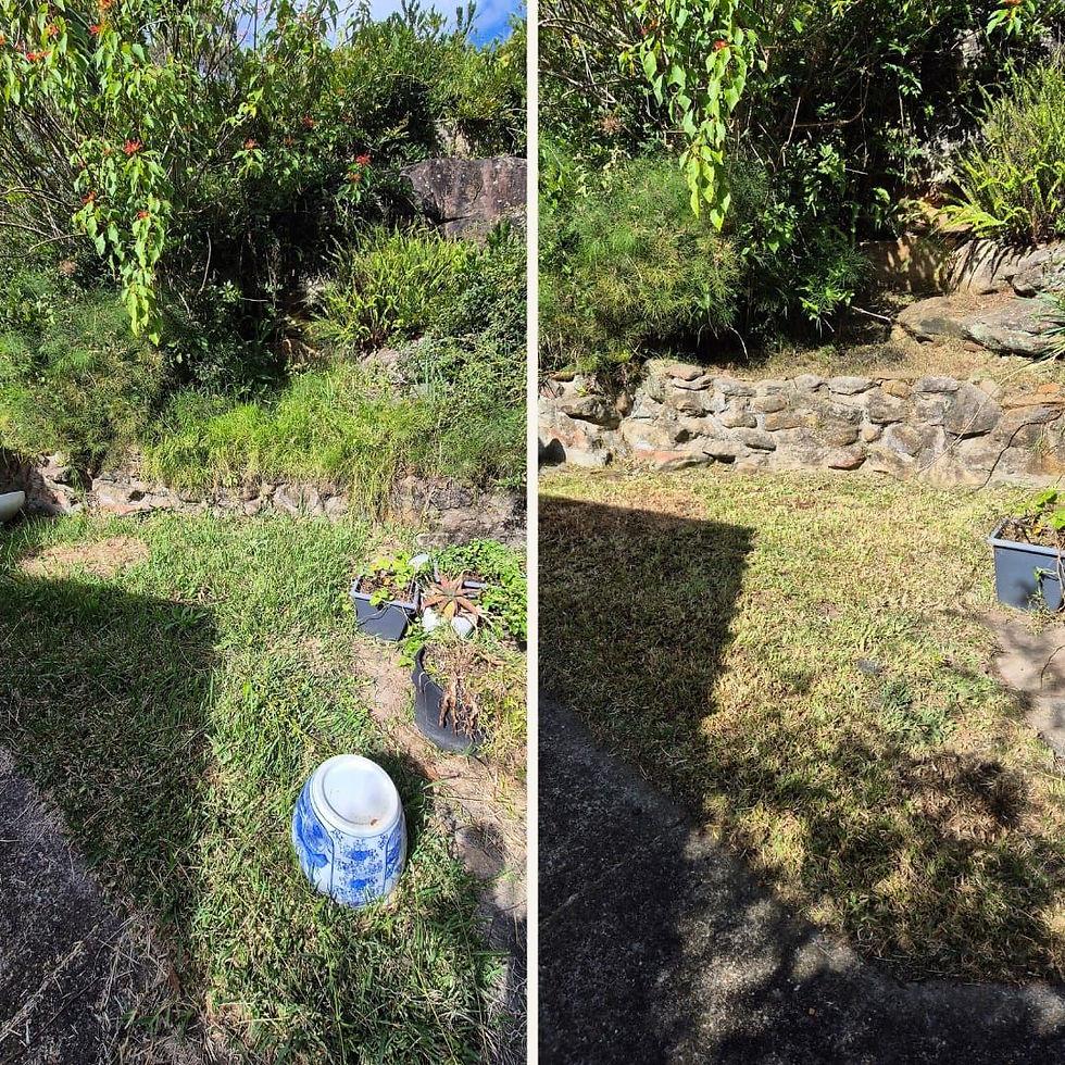overgrown to tidy. Garden maintenance in Strathfield