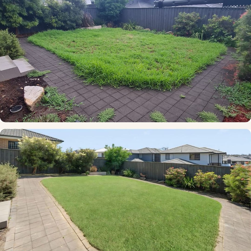 Before and after residential property maintenance on a lawn in Epping