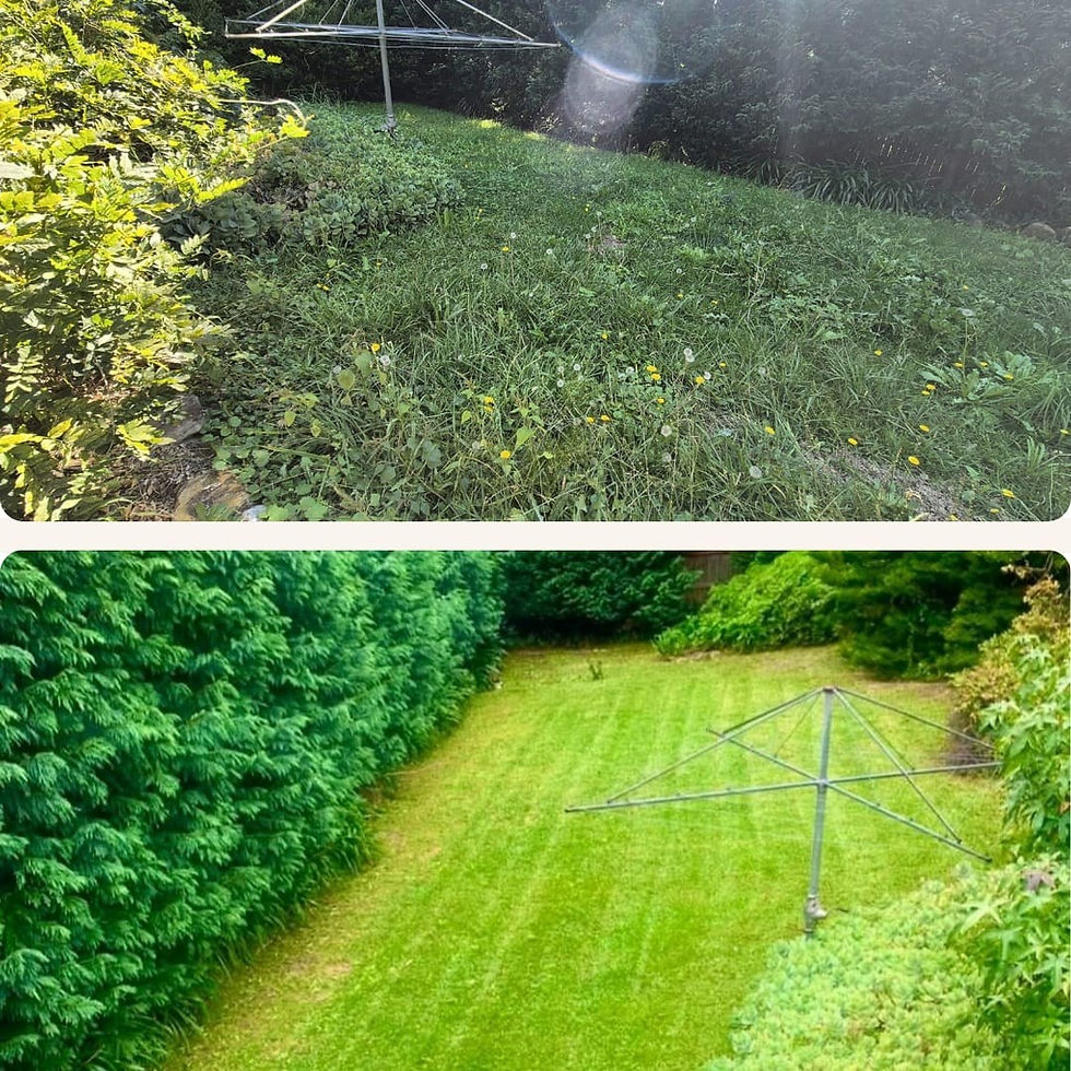 regular lawn mowing reduces weeds north ryde