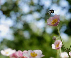 Environnement - nature - flore - faune - decouverte - observation - voyager - consommer autrement - consommation responsable - ecolo - ecologie - devenir ecolo - protection de l'environnement - activités de plein air - développement durable - grands espaces - consom'acteur - consommacteur