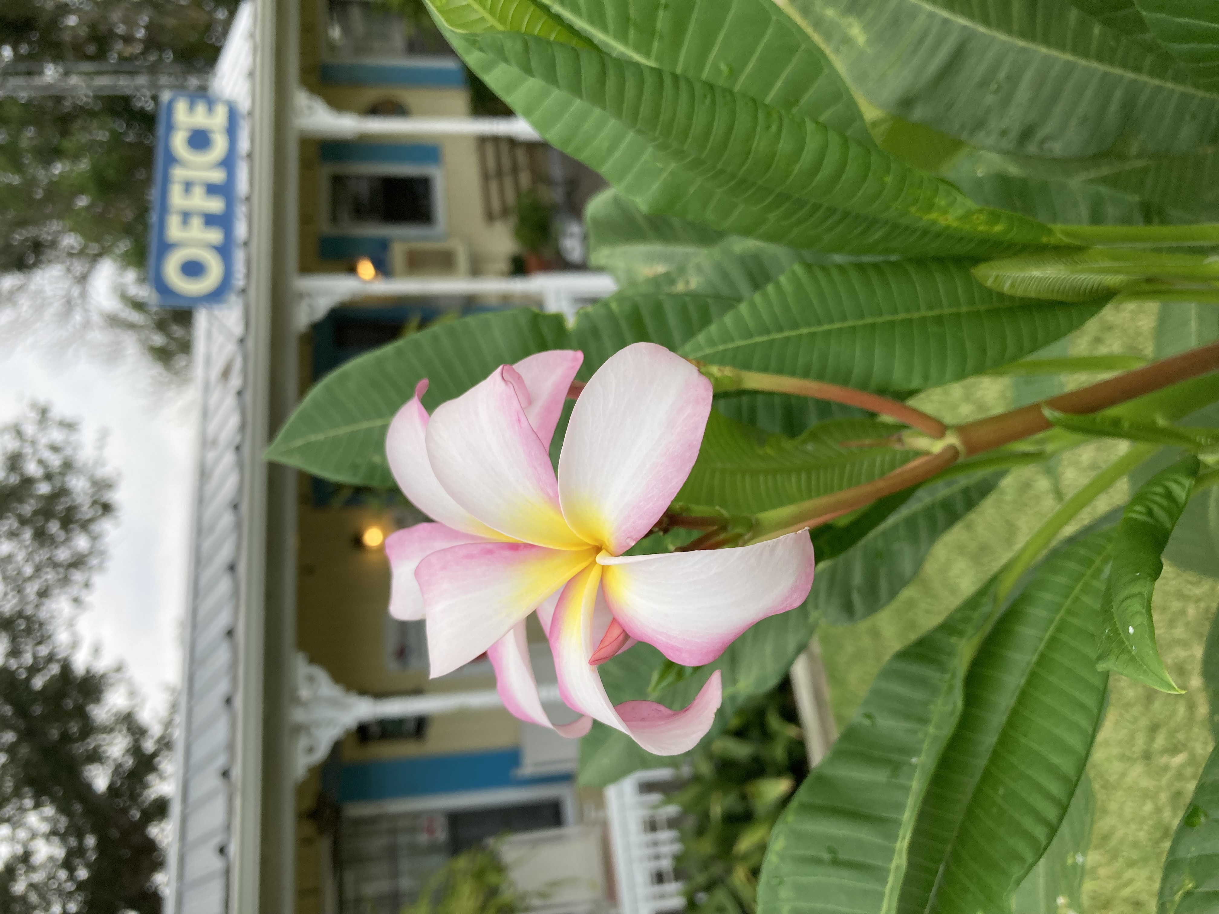 Schulenburg RV Campground photo 3