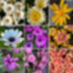 Spring Flowers - Kirsten