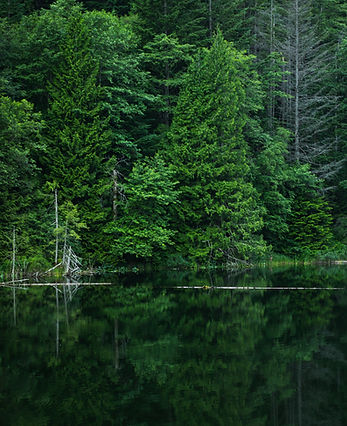 green Nature
