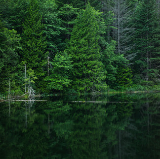 green forest and lake
