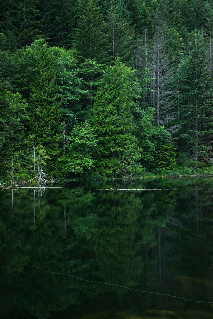Forest Reflecting Lake