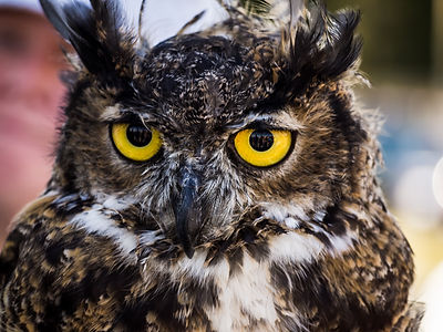 Closeup of an owl