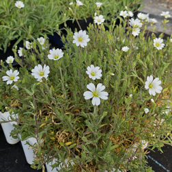 small white flowers with green leaves