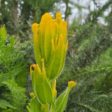 Closeup of the flower of a Golden paintbrush