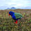 Thumbnail: Tama the Takahē