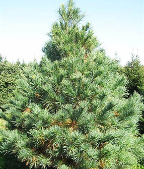 White Pine Tree