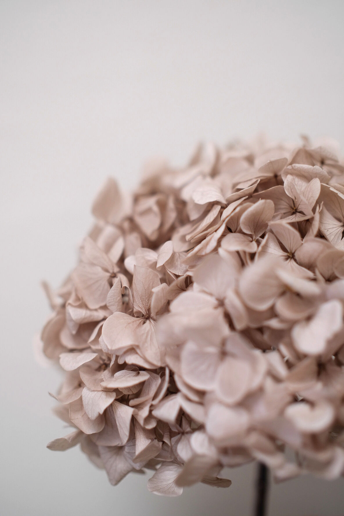 PREPARIRANA HORTENZIJA HAZELNUT