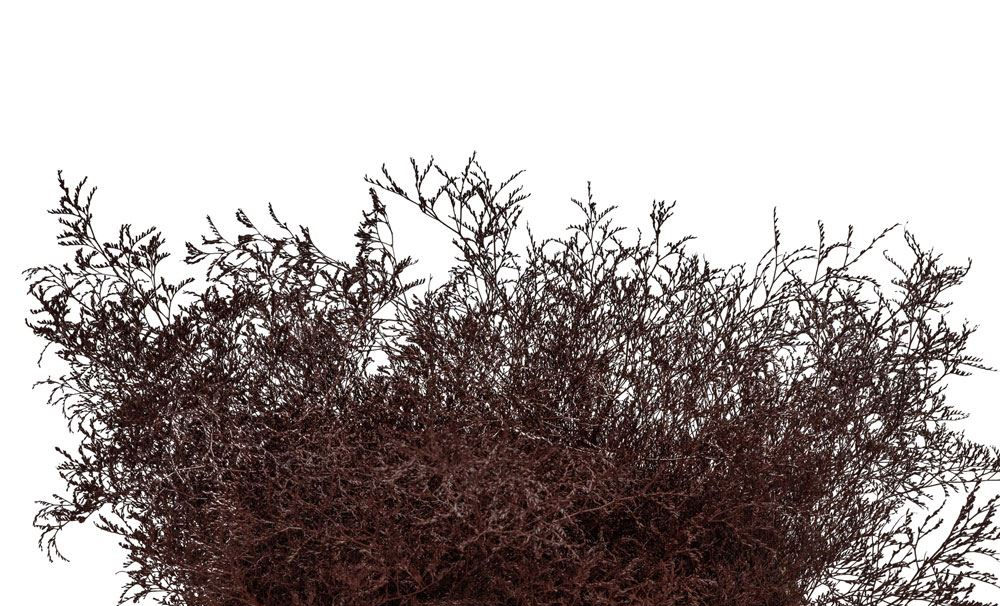 SUHO CVETJE LIMONIUM RJAV