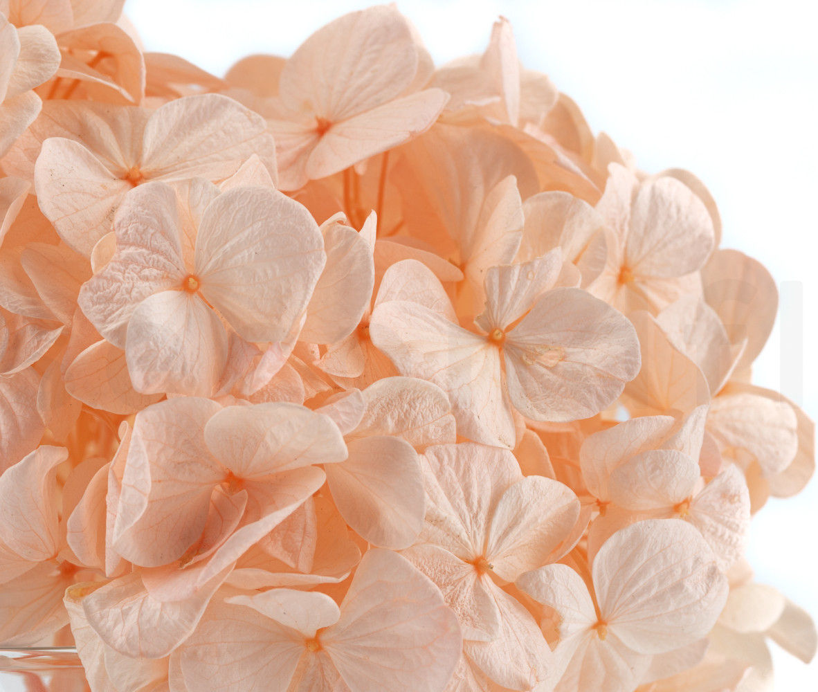 PREPARIRANA HORTENZIJA SVETLO ROZA