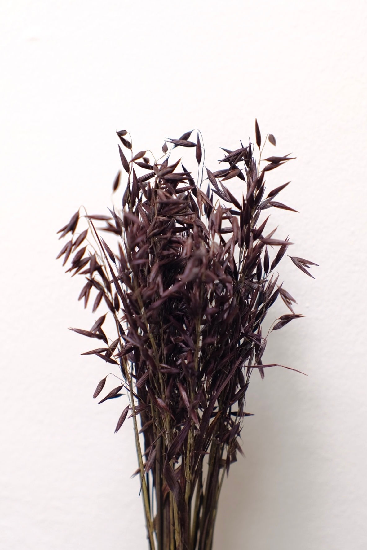 SUHO CVETJE OVES TEMNO RJAV