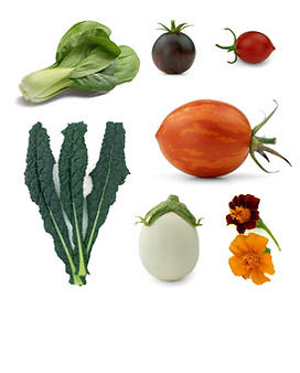 Bio Saatgut Neuzugänge