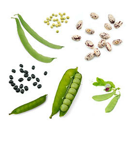 Bio Erbsen & Bohnen Saatgut