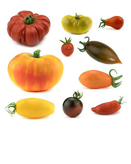 Bio Tomaten Saatgut
